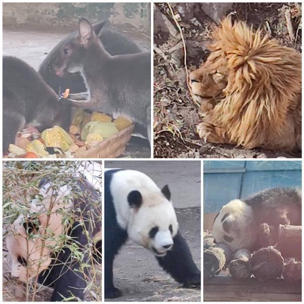 北京动物园里的熊猫、狮子和袋鼠