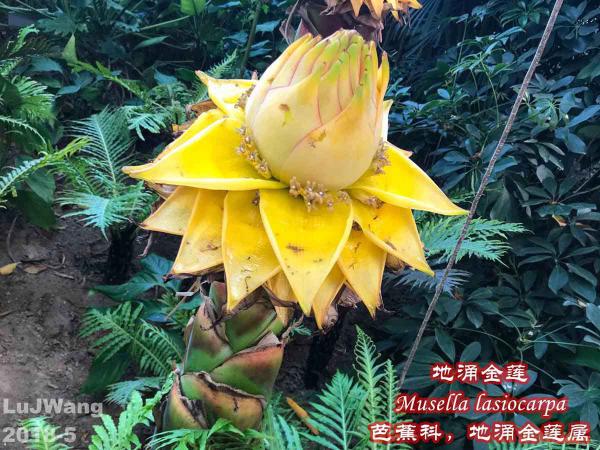 植物图鉴